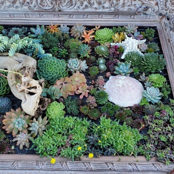 Succulents unique hand made artistic - Picture 6 of 7